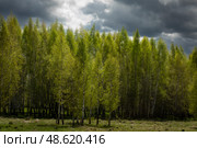Пейзаж вдоль трассы М3. Стоковое фото, фотограф Дмитрий Неумоин / Фотобанк Лори