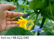 Close-up of hand gingerly touching young cucumber with bright yellow flowers growing in bed in vegetable garden. Gardening and growth. Стоковое фото, фотограф Алла Чесноковва / Фотобанк Лори