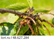Green leaves of fruit tree covered with aphids close-up. Pests of plants. Стоковое фото, фотограф Климов Денис / Фотобанк Лори