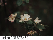 Flowering trees, garden flowers, pollinated plants, spring weather, awakening of nature. Стоковое фото, фотограф сергей злобин / Фотобанк Лори
