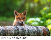 Portrait animal adorable red fox cub in spring forest trying to gnaw off birch bark. Стоковое фото, фотограф Бачкова Наталья / Фотобанк Лори