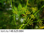Жук рыжая мягкотелка, rhagonycha fulva, на венчике укропа, полезное для сада насекомое, помогает бороться с тлёй и мелкими жучками - вредителями. Стоковое фото, фотограф Андрей Цыганков / Фотобанк Лори