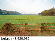 Green Landscape wheat field in Celbridge countryside, Kildare, Ireland. Стоковое фото, фотограф Татьяна Кахилл / Фотобанк Лори
