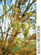 Goat Willow - Salix caprea on a spring time. Стоковое фото, фотограф Татьяна Кахилл / Фотобанк Лори