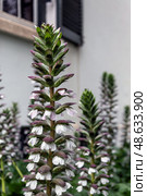 Acanthaceae, Acanthus mollis flowers in backyard garden. Стоковое фото, фотограф Екатерина Якименко / Фотобанк Лори