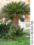 Tropical sago palm trees in a garden setting. Landscaping design with exotic plants. Vacation and resort architecture in a warm climate location, green nature scenery. Стоковое фото, фотограф Анна Маркина / Фотобанк Лори