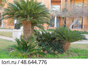 Tropical sago palm trees in a garden setting. Landscaping design with exotic plants. Vacation and resort architecture in a warm climate location, green nature scenery. Стоковое фото, фотограф Анна Маркина / Фотобанк Лори
