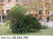 Tropical plants like sago palms contribute to the landscape design of a resort, creating a lush green garden. Exotic foliage provides vibrant texture in a warm climate courtyard setting. Стоковое фото, фотограф Анна Маркина / Фотобанк Лори