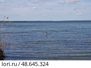 Чайка над Плещеевым озером (2019 год). Стоковое фото, фотограф Илюхина Наталья / Фотобанк Лори