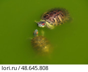 Красноухая черепаха плывет в воде в лучах солнца. Red-eared turtles basking and swimming in the sun. Стоковое фото, фотограф Татьяна Д / Фотобанк Лори