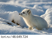Wild arctic fox (Vulpes Lagopus) in winter time. Cute fluffy white arctic fox sitting in snow. Arctic Polar white fox in heavy winter snow. wildlife photography. Стоковое AI-изображение, AI-художник Анна Сивакова / Фотобанк Лори