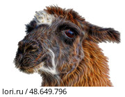 Портрет красивой ламы на белом фоне. Beautiful lama on a white background. Стоковое фото, фотограф Татьяна Д / Фотобанк Лори