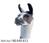 Портрет красивой ламы на белом фоне. Beautiful lama on a white background. Стоковое фото, фотограф Татьяна Д / Фотобанк Лори