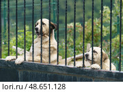 Собаки охраняют частный дом. Стоковое фото, фотограф YuryKara / Фотобанк Лори