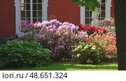 Japanese rhododendrons. Field of flowers of Japanese azalea. Multicolored flowering rhododendron bushes in landscape design. Стоковое фото, фотограф Оксана Медведева / Фотобанк Лори