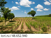 Виноградники, лоза. Стоковое фото, фотограф Елена Троян / Фотобанк Лори