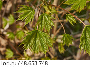 From the leaf buds of the holly maple (Lat. Acer platanoides) the leaves unfolded. Holly maple, or sycamore maple is a woody plant a species of the genus Maple (Acer) of the Sapindaceae family. Стоковое фото, фотограф Андрей Жигальцов / Фотобанк Лори