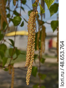 The stamen earrings of the birch bloomed in early spring before the leaves appeared. Стоковое фото, фотограф Андрей Жигальцов / Фотобанк Лори