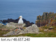 A sea gull on a rock above the sea near Dr Syntax's Head. Cornwall. England. Great Britain. (2009 год). Стоковое фото, фотограф Сергей Пристяжнюк (Serg Zastavkin) / Фотобанк Лори