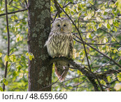 Ural owl or Strix uralensis sits quietly on branch. Стоковое фото, фотограф Ольга Сергеева / Фотобанк Лори