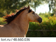 Paso Fino horse portrait in summer evening forest. Лошадь Пасо Фино на фоне деревьев и вечернего солнца. Стоковое фото, фотограф Михаил Кондрашов / Фотобанк Лори