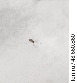 Зимний комар (Trichoceridae) на снегу. Стоковое фото, фотограф Мария Кылосова / Фотобанк Лори