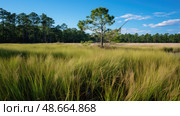 clustered wild rice plant ai generated. Стоковое AI-изображение, AI-художник Vectorwin / Фотобанк Лори