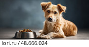 Adorable dog lying by a bowl of kibble on gray background. Стоковое AI-изображение, AI-художник Юрий Поздников / Фотобанк Лори