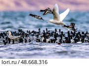 Морская чернеть и чайки. Стоковое фото, фотограф Юрий Смитюк / ТАСС / Фотобанк Лори
