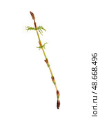 Strobilus called cones of young horsetail (Equisetum) sprig Isolated on white background, cutout ready high resolution image. Стоковое фото, фотограф Елена  Попкова / Фотобанк Лори
