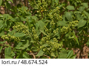 Inflorescences appeared from lilac flower buds. Lilac inflorescences (Latin Syringa vulgaris) in the rays of the spring sun. Spring. Стоковое фото, фотограф Андрей Жигальцов / Фотобанк Лори