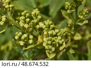 Inflorescences appeared from lilac flower buds. Lilac inflorescences (Latin Syringa vulgaris) in the rays of the spring sun. Spring. Стоковое фото, фотограф Андрей Жигальцов / Фотобанк Лори
