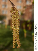 The stamen earrings of the birch bloomed in early spring before the leaves appeared. Стоковое фото, фотограф Андрей Жигальцов / Фотобанк Лори