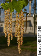 The stamen earrings of the birch bloomed in early spring before the leaves appeared. Стоковое фото, фотограф Андрей Жигальцов / Фотобанк Лори