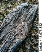 Frost on a tree trunk. The first frost and glaciation concept. Стоковое фото, фотограф Константин Григорьев / Фотобанк Лори