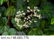 White flowers with yellow centers of Begonia convolvulacea and large green leaves create a natural floral background. Perfect for botanical and garden themes. Стоковое фото, фотограф Татьяна Терехина / Фотобанк Лори