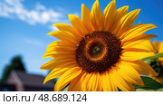 seeds sun flower ai generated. Стоковое AI-изображение, AI-художник Vectorwin / Фотобанк Лори