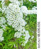 Зацвела спирея. Спирея (лат. Spiraea), — род листопадных декоративных кустарников семейства розовых (Rosaceae). Многие виды культивируются в качестве декоративных растений. Стоковое фото, фотограф Сергей Елизарьев / Фотобанк Лори