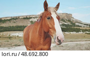 Majestic brown horse bearing white blaze, posing elegantly near mountainous terrain beneath cloudless azure sky. Стоковое видео, видеограф Mikhail Davidovich / Фотобанк Лори