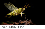 insect leaf hopper ai generated. Стоковое AI-изображение, AI-художник Vectorwin / Фотобанк Лори