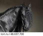 Black friesian dressage horse on dark stable background. Черная (вороная) фризская выездковая лошадь на темном фоне конюшни. Стоковое фото, фотограф Михаил Кондрашов / Фотобанк Лори