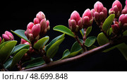 flora plant budding ai generated. Стоковое AI-изображение, AI-художник Vectorwin / Фотобанк Лори