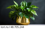 pothos gold plants ai generated. Стоковое AI-изображение, AI-художник Vectorwin / Фотобанк Лори