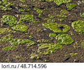 Cyanobacteria in the water. Green moss. Стоковое фото, фотограф Саблин Станислав / Фотобанк Лори