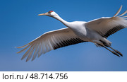 Whooping crane soaring in the clear blue sky with wide open wings. Стоковое AI-изображение, AI-художник Юрий Поздников / Фотобанк Лори