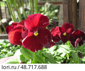 Большие цветка фиалки, виолы, бардового цвета, крупным планом. Large violet flowers, viola, burgundy color, close-up. Стоковое фото, фотограф Наталья Пеньшина / Фотобанк Лори