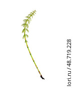 Young horsetail (Equisetum) sprig Isolated on white background, cutout ready. Стоковое фото, фотограф Елена  Попкова / Фотобанк Лори