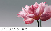 Pink Water Lily Blossoms With Droplets on Petals in a Serene Aquatic Setting. Стоковое AI-изображение, AI-художник Юлия Гапеенко / Фотобанк Лори