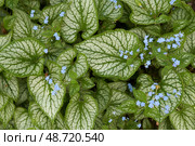 Spring plant background of silvery leaves and small blue brunnera flowers. Macro. Стоковое фото, фотограф Роман Дзюбало / Фотобанк Лори