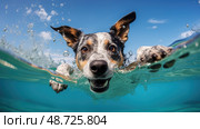 water blue heeler ai generated. Стоковое AI-изображение, AI-художник Vectorwin / Фотобанк Лори